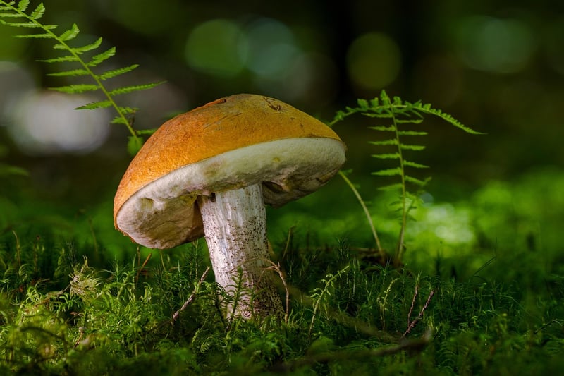 Mushroom Delicacies