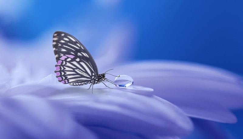 Magical Faerie