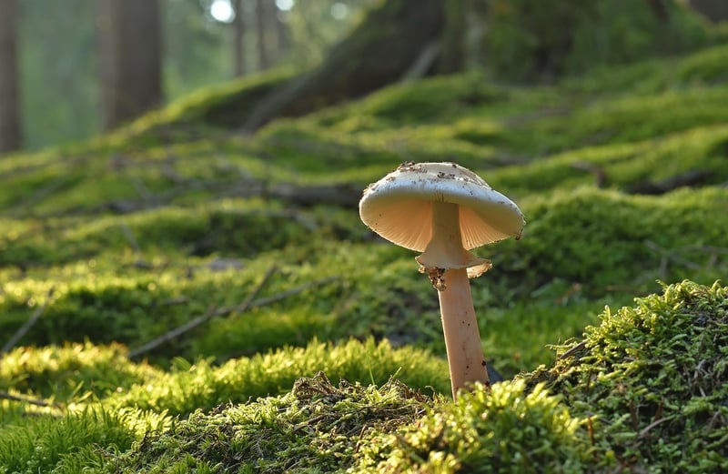 Wild Mushrooms